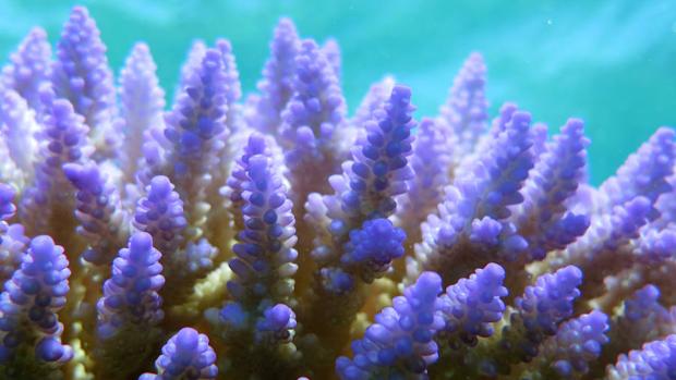 Arrecife de coral